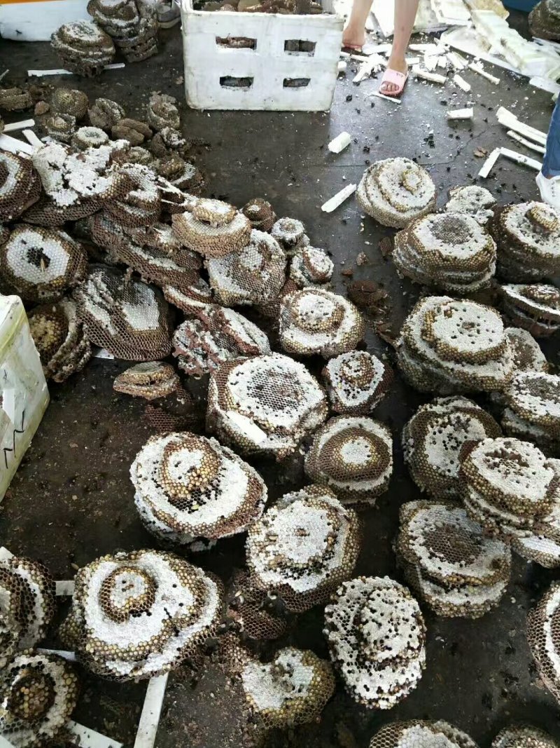 天保口岸蜂蛹批发，零售，鲜货，冻货