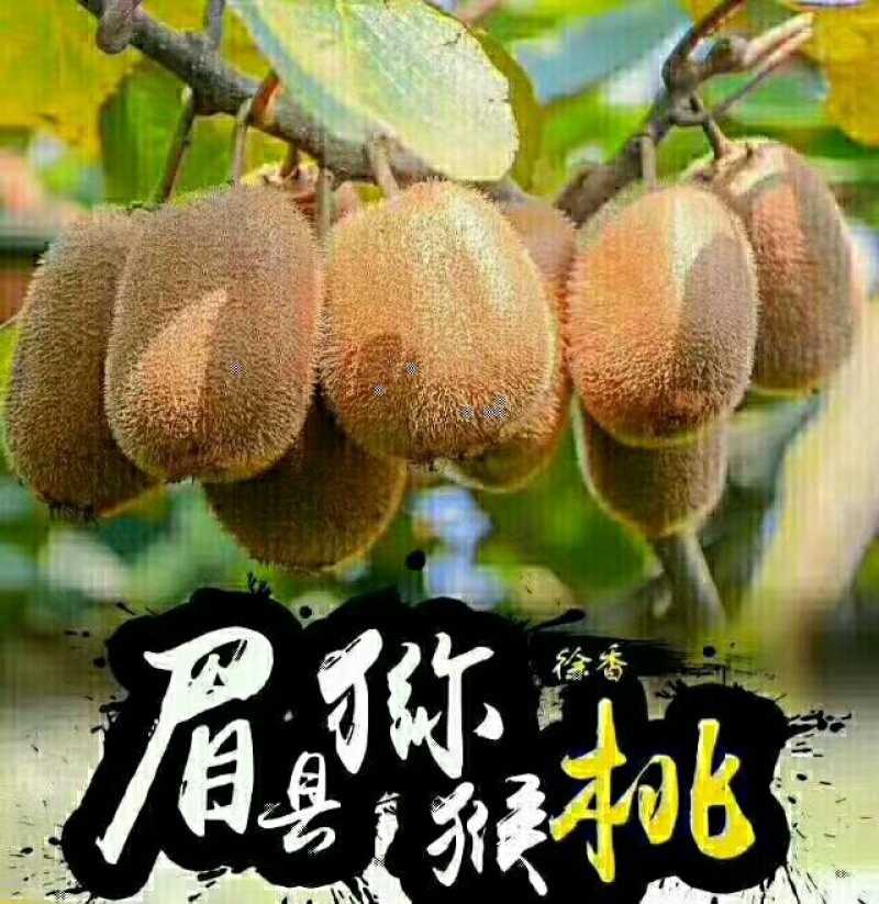 眉县徐香猕猴桃特大果