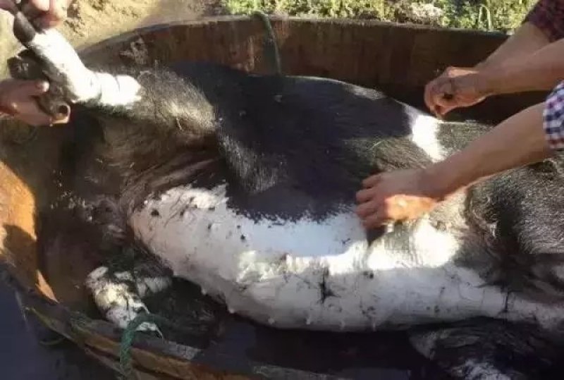 大别山农家散养食五谷杂粮黑土猪肉