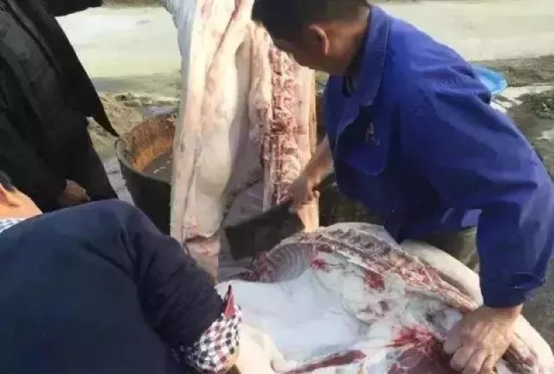大别山农家散养食五谷杂粮黑土猪肉