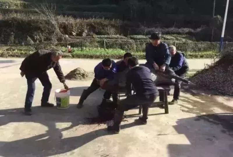 大别山农家散养食五谷杂粮黑土猪肉