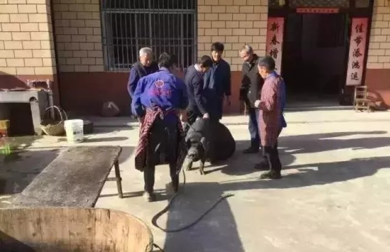 大别山农家散养食五谷杂粮黑土猪肉