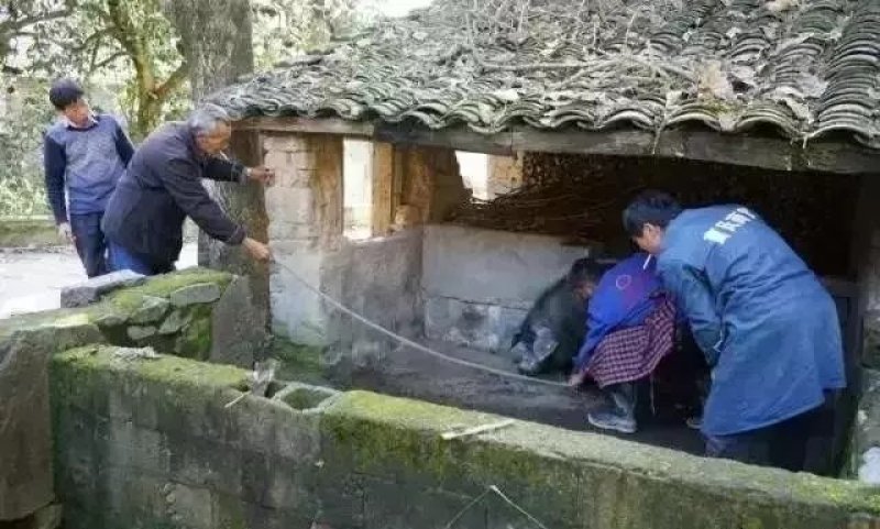 大别山农家散养食五谷杂粮黑土猪肉