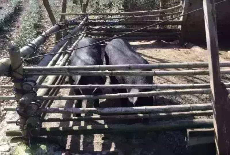 大别山农家散养食五谷杂粮黑土猪肉