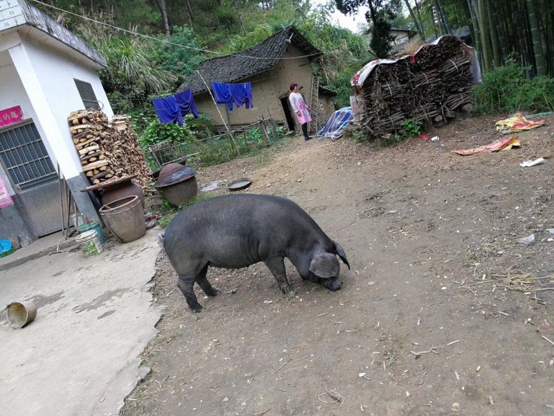 大别山农家散养食五谷杂粮黑土猪肉