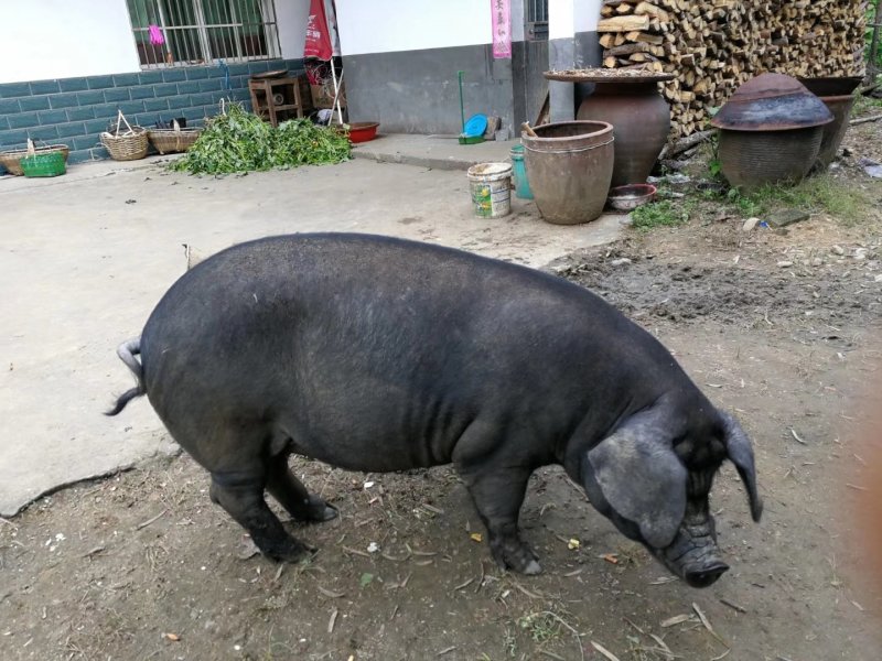 大别山农家散养食五谷杂粮黑土猪肉