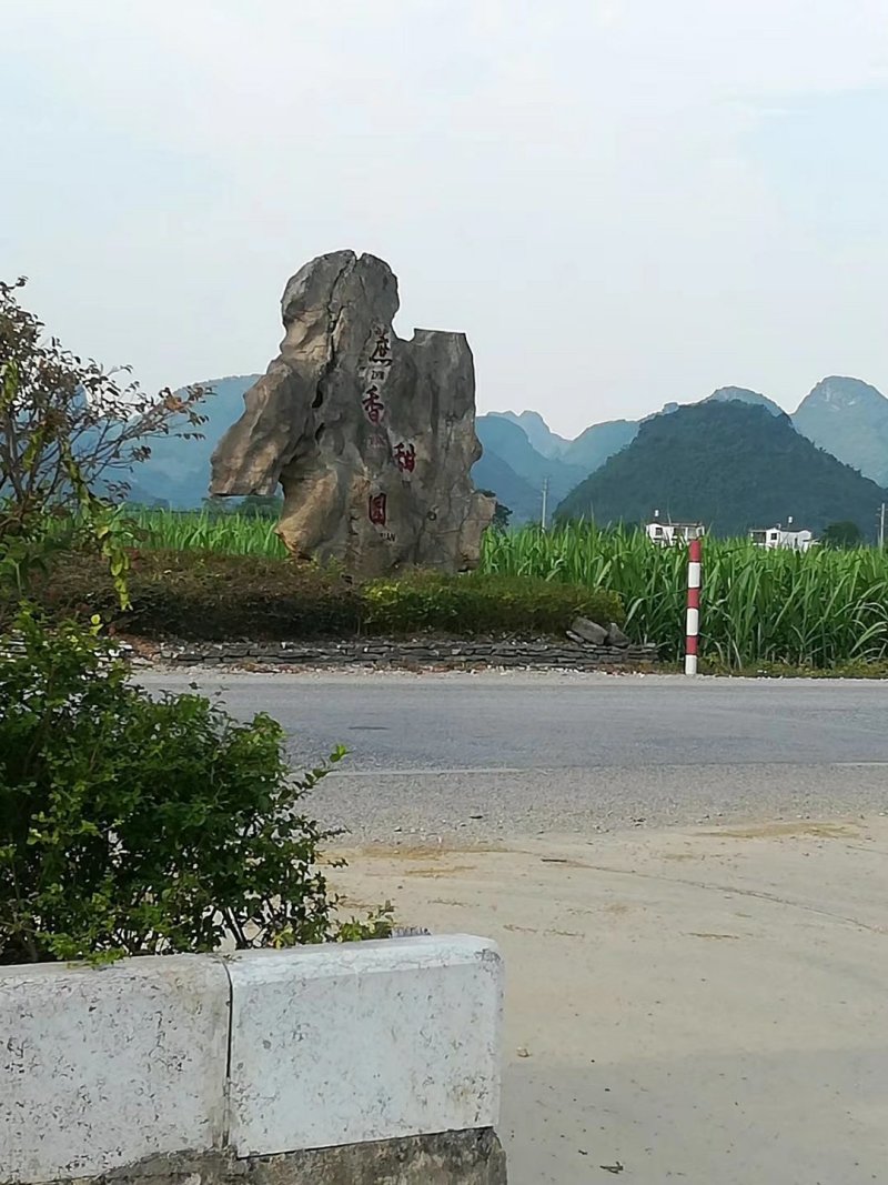 广西桂林阳朔黑皮甘蔗4~6斤3~4cm2~2.5米