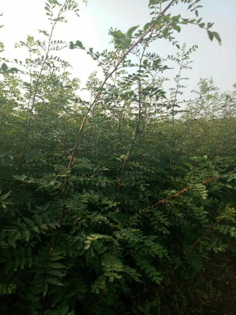 花椒苗现起现发保湿发货提高成活率。。