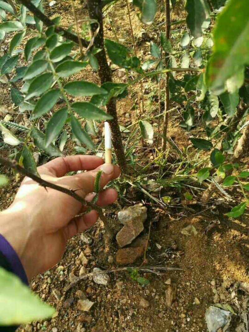 花椒苗现起现发保湿发货提高成活率。。