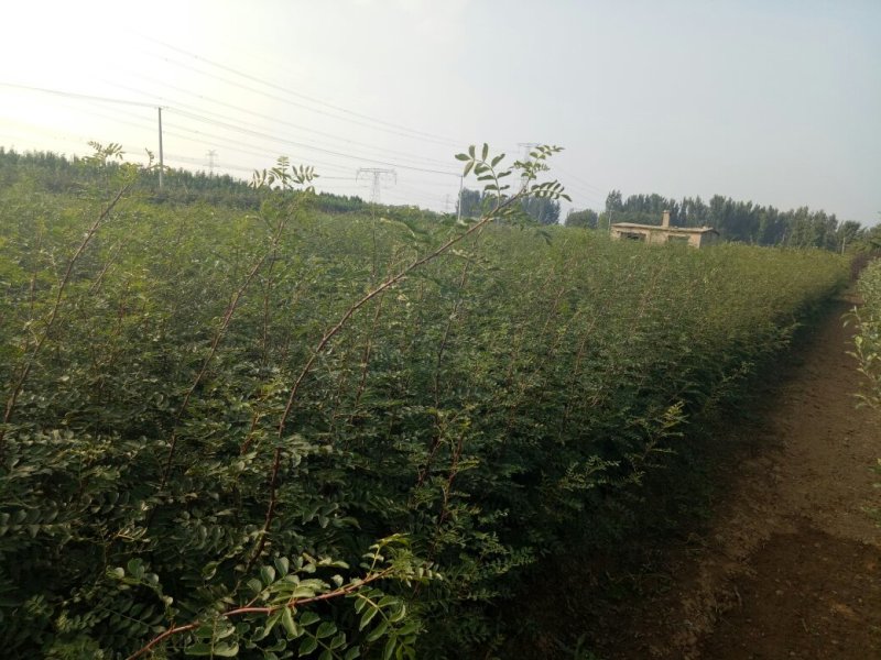 花椒苗现起现发保湿发货提高成活率。。