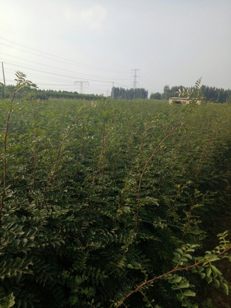 花椒苗现起现发保湿发货提高成活率。。