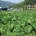 红芽芋2厘米以上