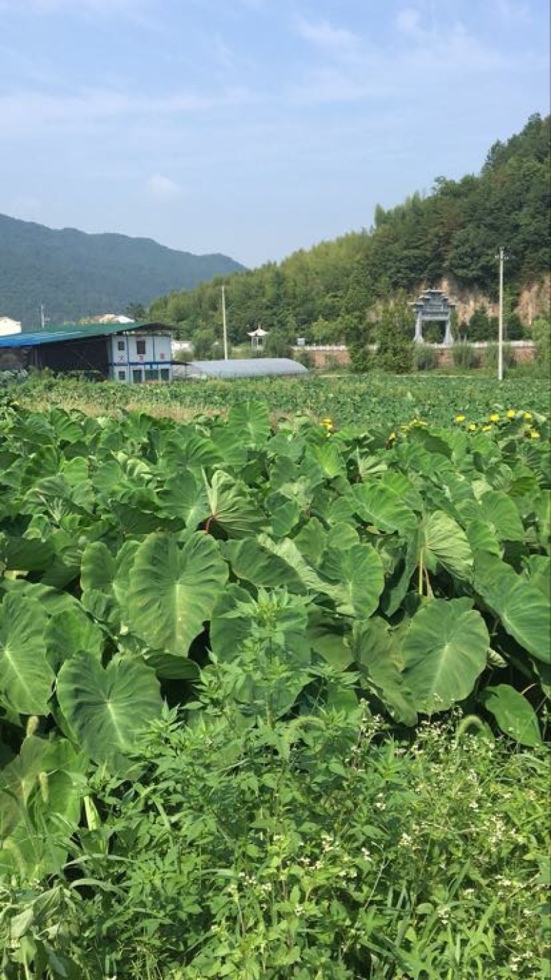 红芽芋2厘米以上