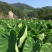 红芽芋2厘米以上