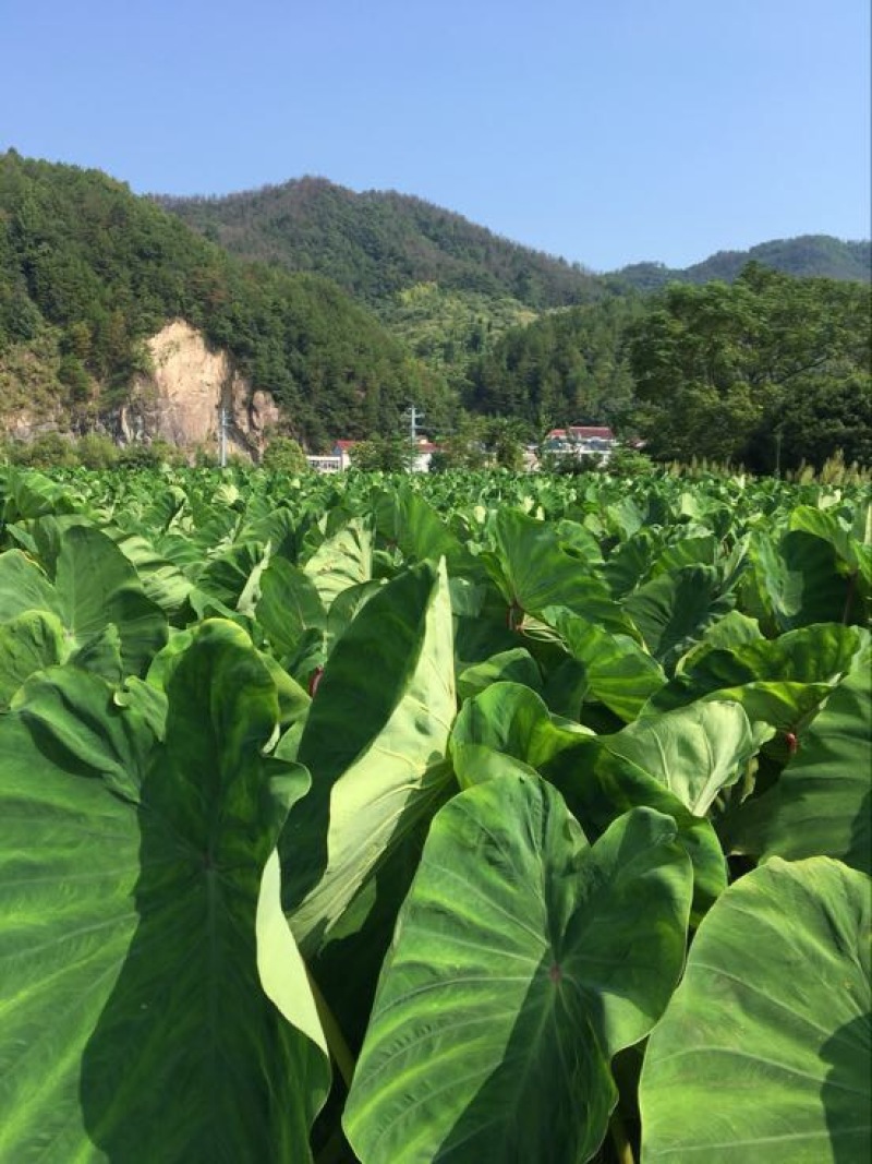 红芽芋2厘米以上