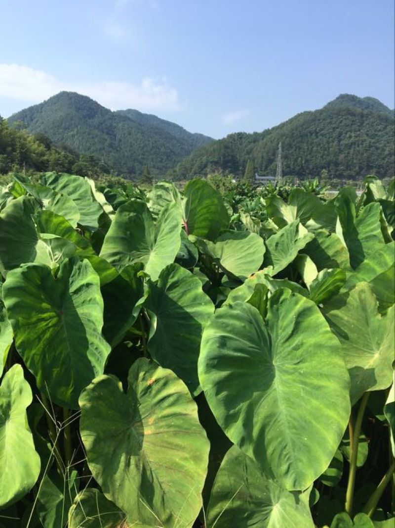 红芽芋2厘米以上