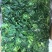 荠菜10cm以上，地菜，荠荠菜包饺子馄饨