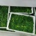 荠菜10cm以上，地菜，荠荠菜包饺子馄饨
