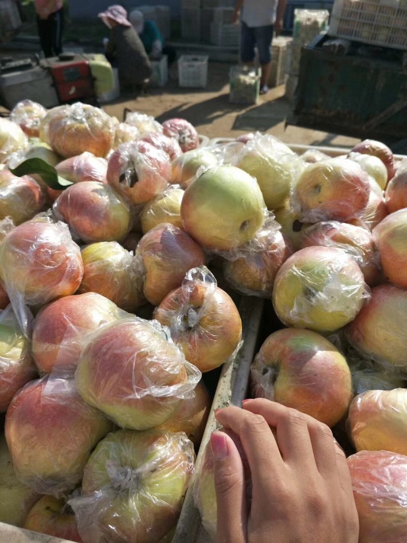 美八，嘎啦苹果产地直销，大量有货，对接全国市场电商平台
