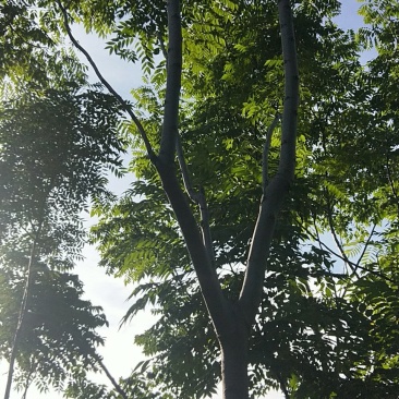 栾树