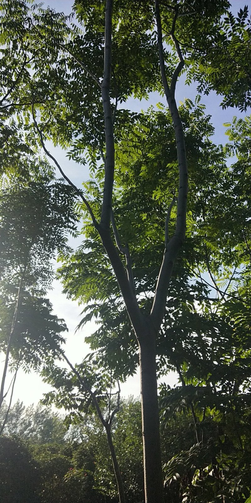 栾树