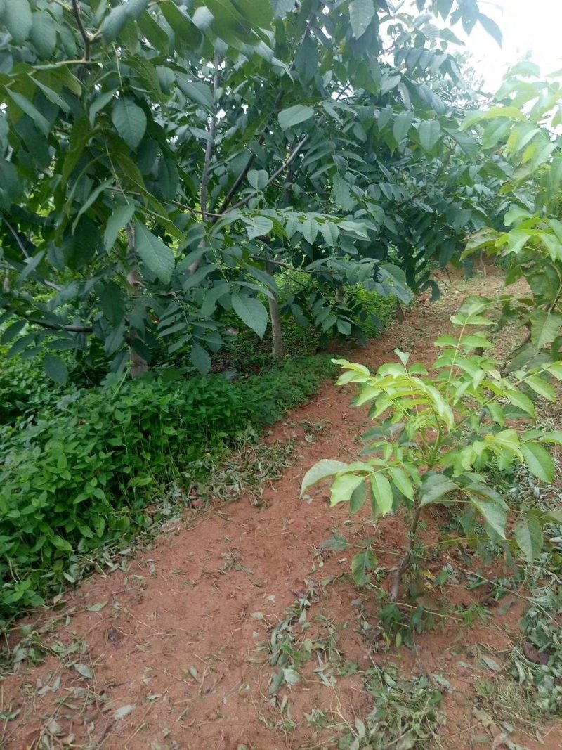 常年出售大规格核桃树，占地核桃树，规格，5公分至20公分