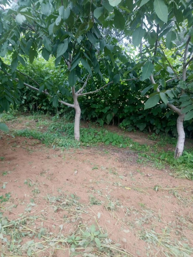 常年出售大规格核桃树，占地核桃树，规格，5公分至20公分