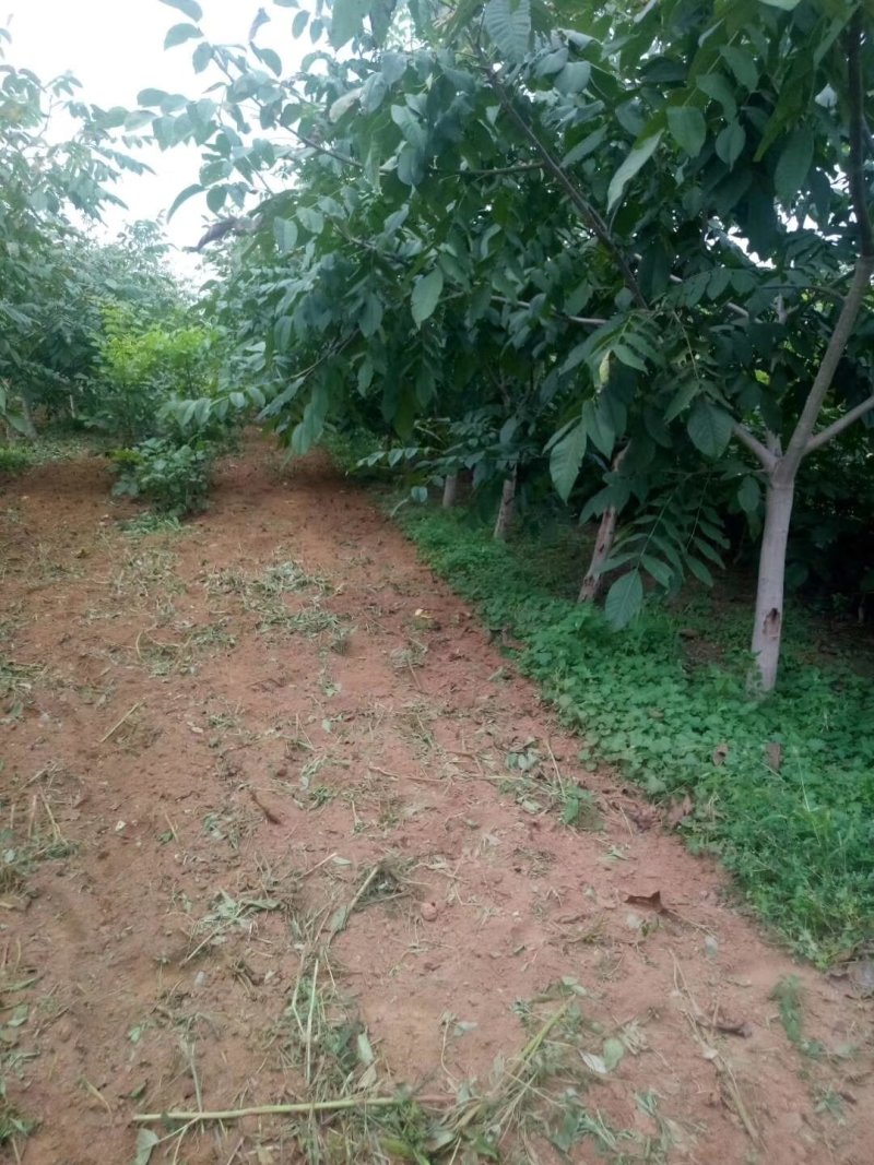常年出售大规格核桃树，占地核桃树，规格，5公分至20公分