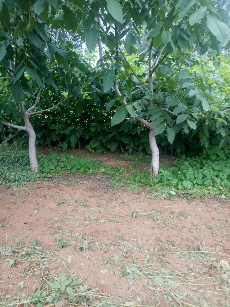 常年出售大规格核桃树，占地核桃树，规格，5公分至20公分