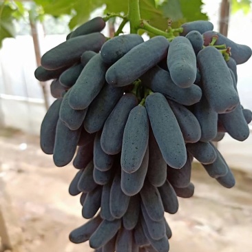 葡萄树