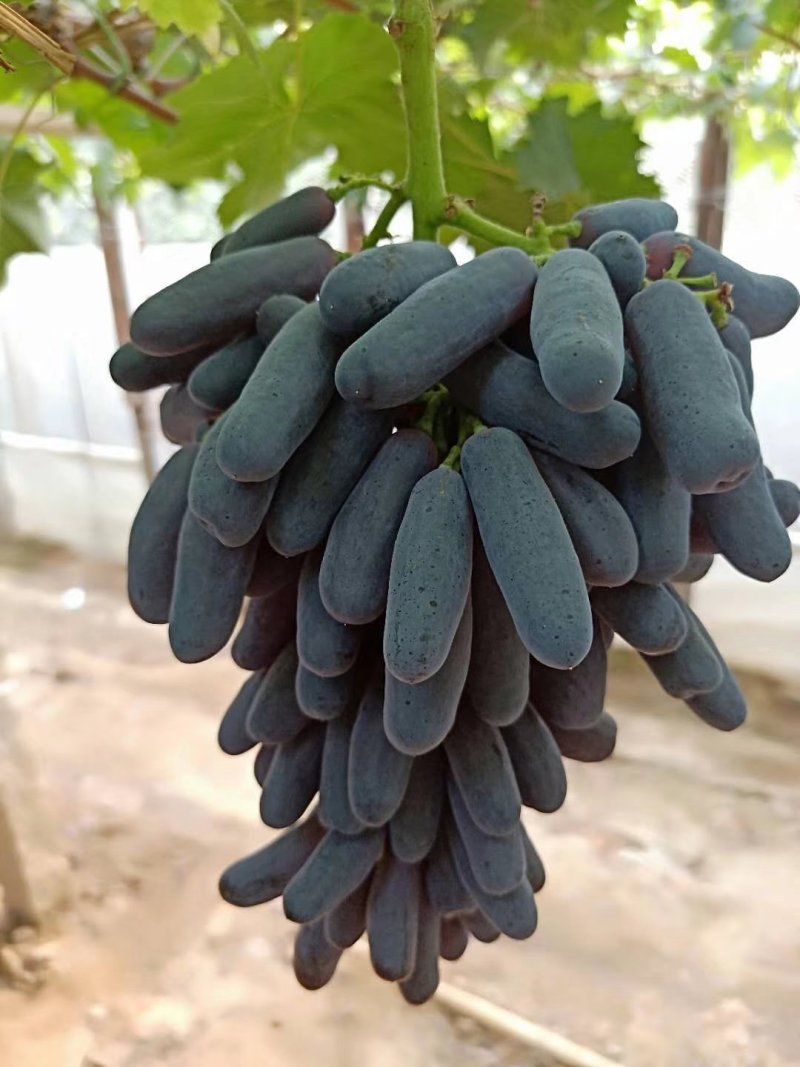 葡萄树
