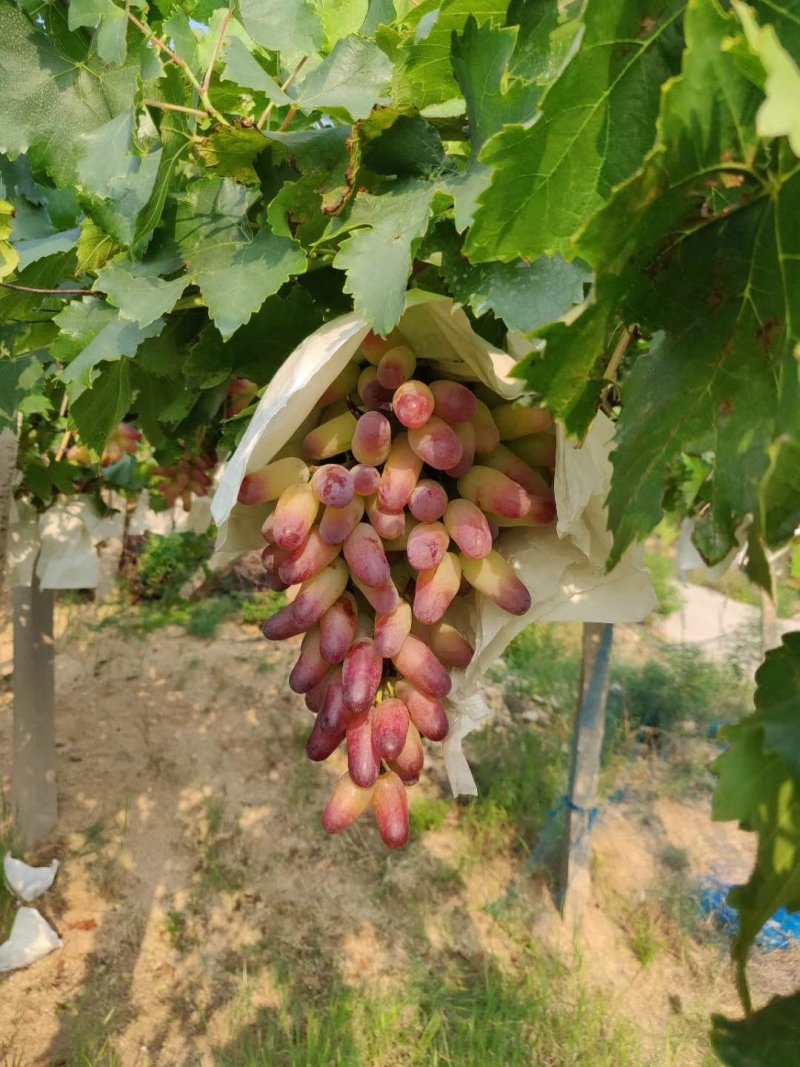 葡萄树