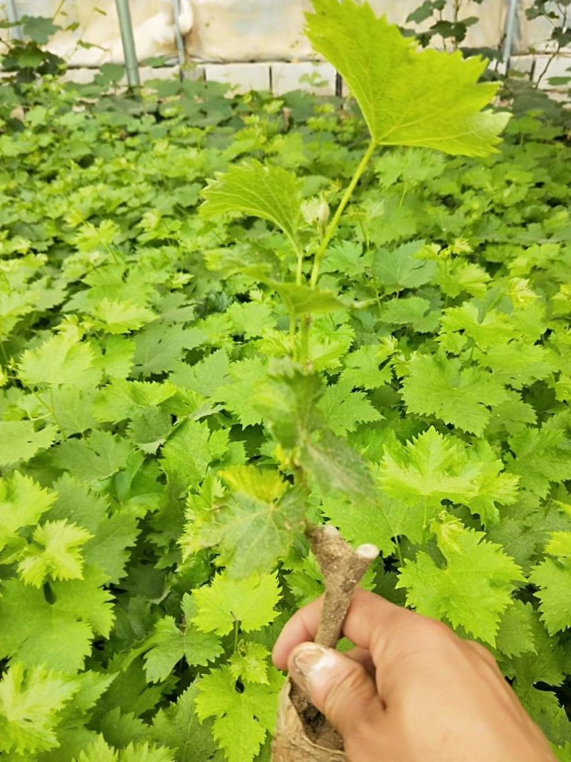 葡萄树