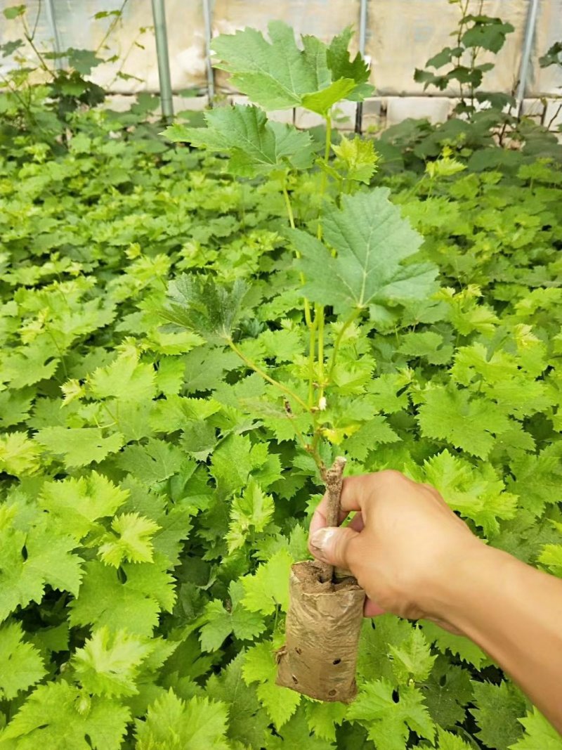 葡萄树