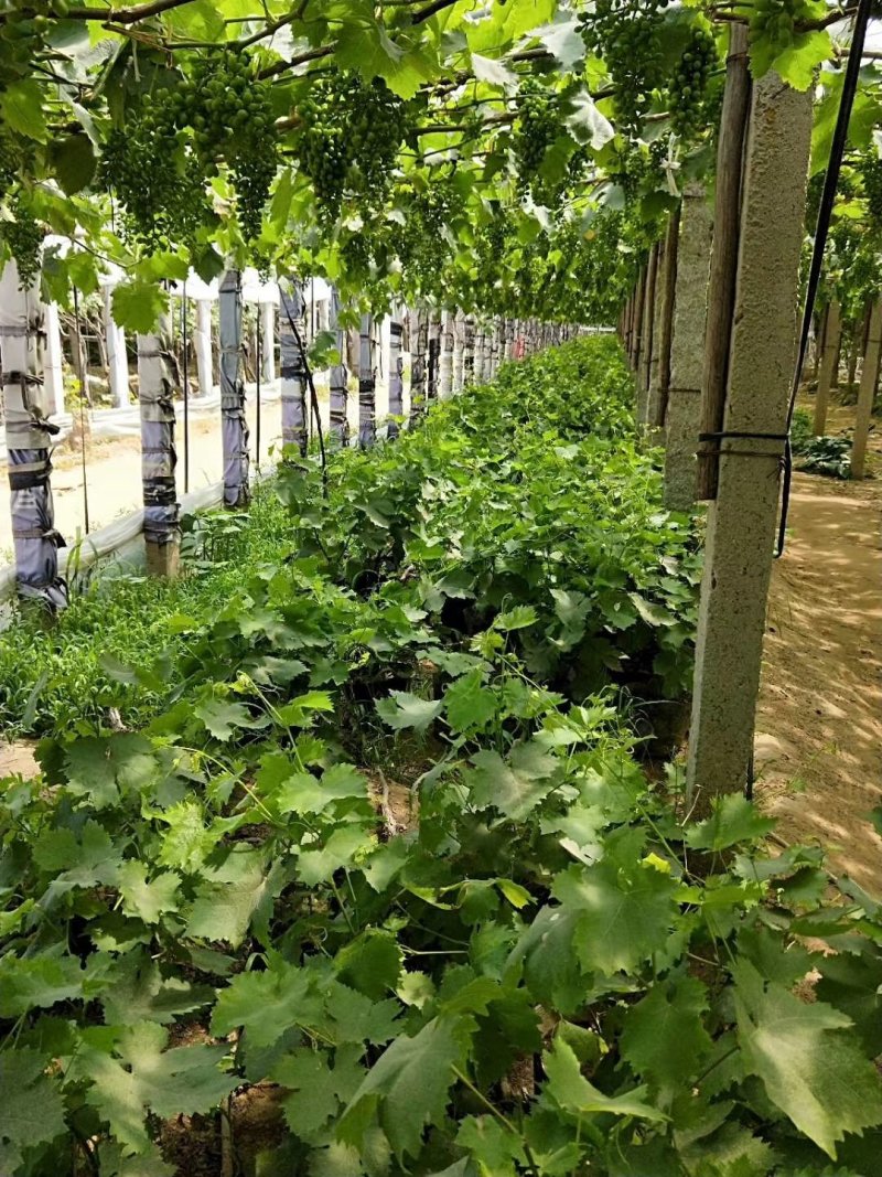 葡萄树