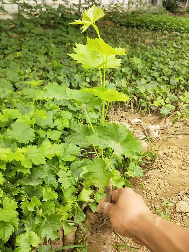 葡萄树