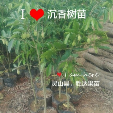 沉香树苗，奇楠沉香，