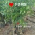 沉香树苗，奇楠沉香，