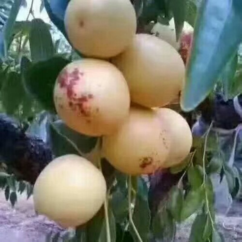 大荔冬枣