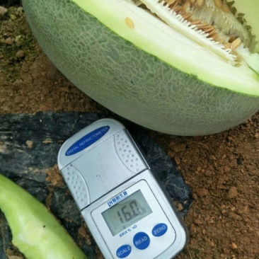 有现货