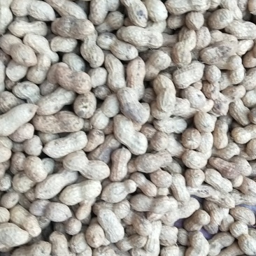 鲁花系列