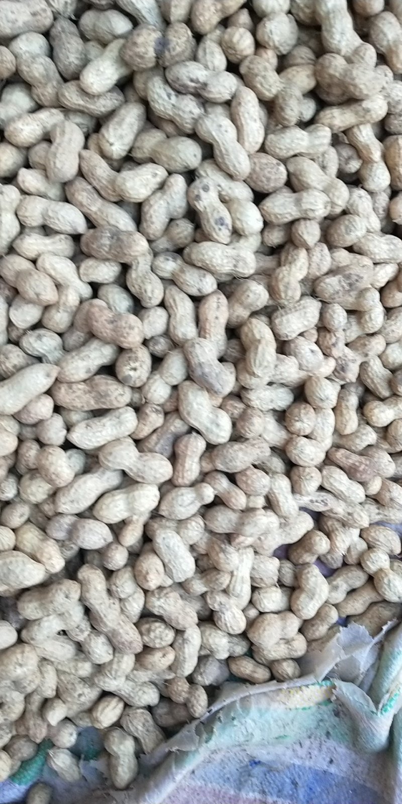 鲁花系列