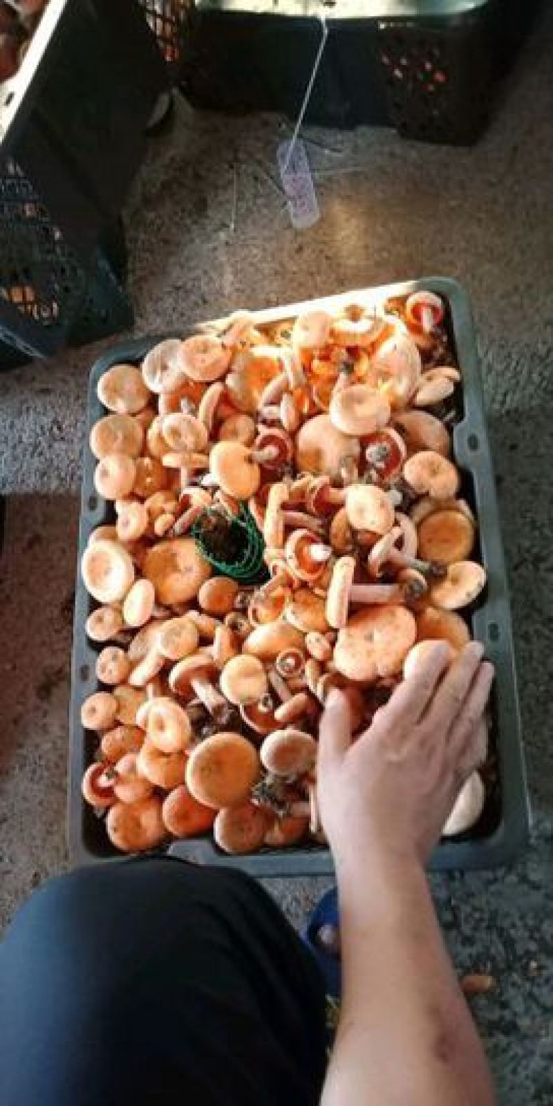 云南野生菌