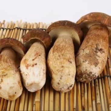 云南野生菌
