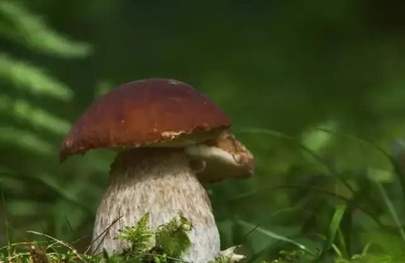 云南野生菌