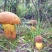 云南野生菌