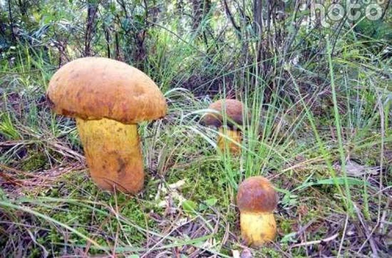 云南野生菌