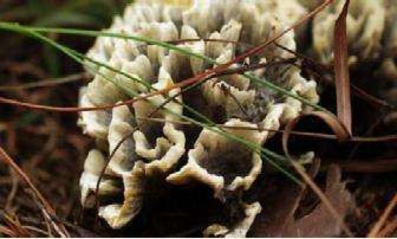 云南野生菌