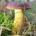 云南野生菌
