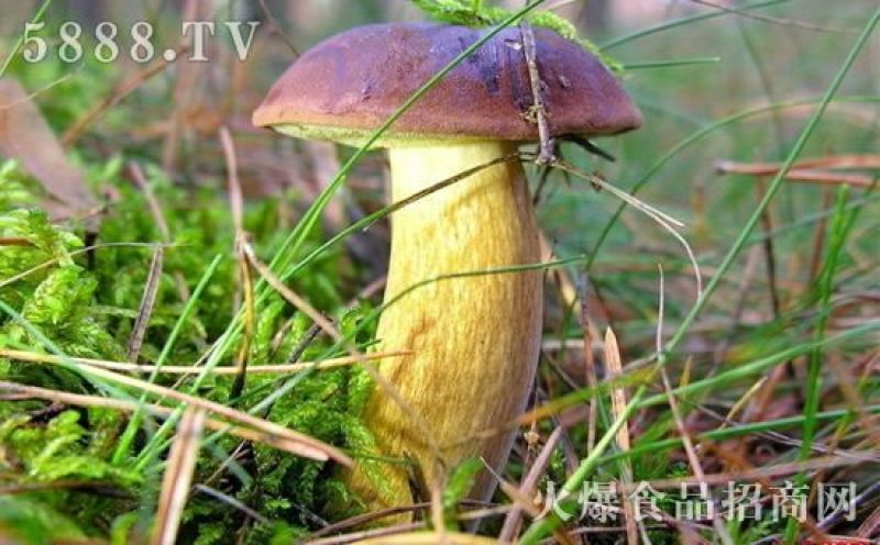 云南野生菌